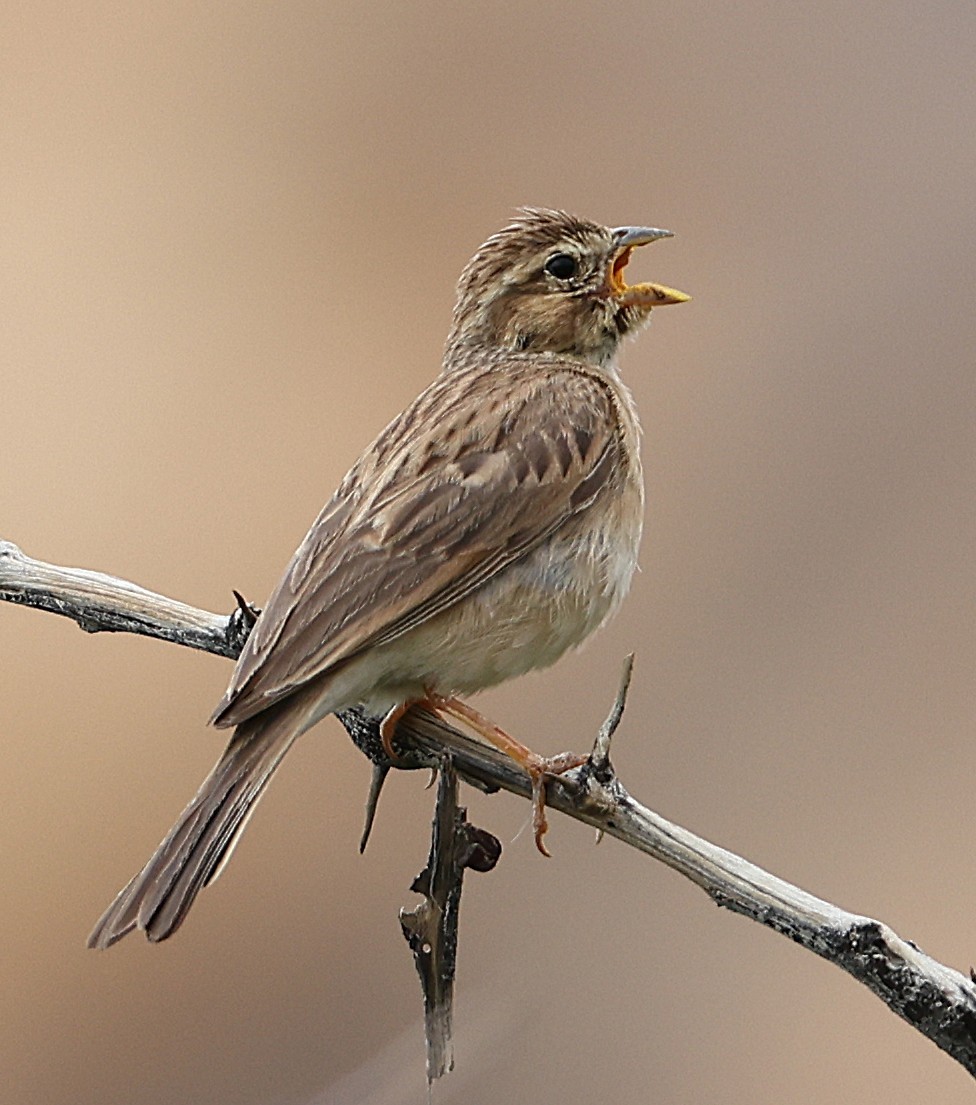 Lark-like Bunting - ML637000815