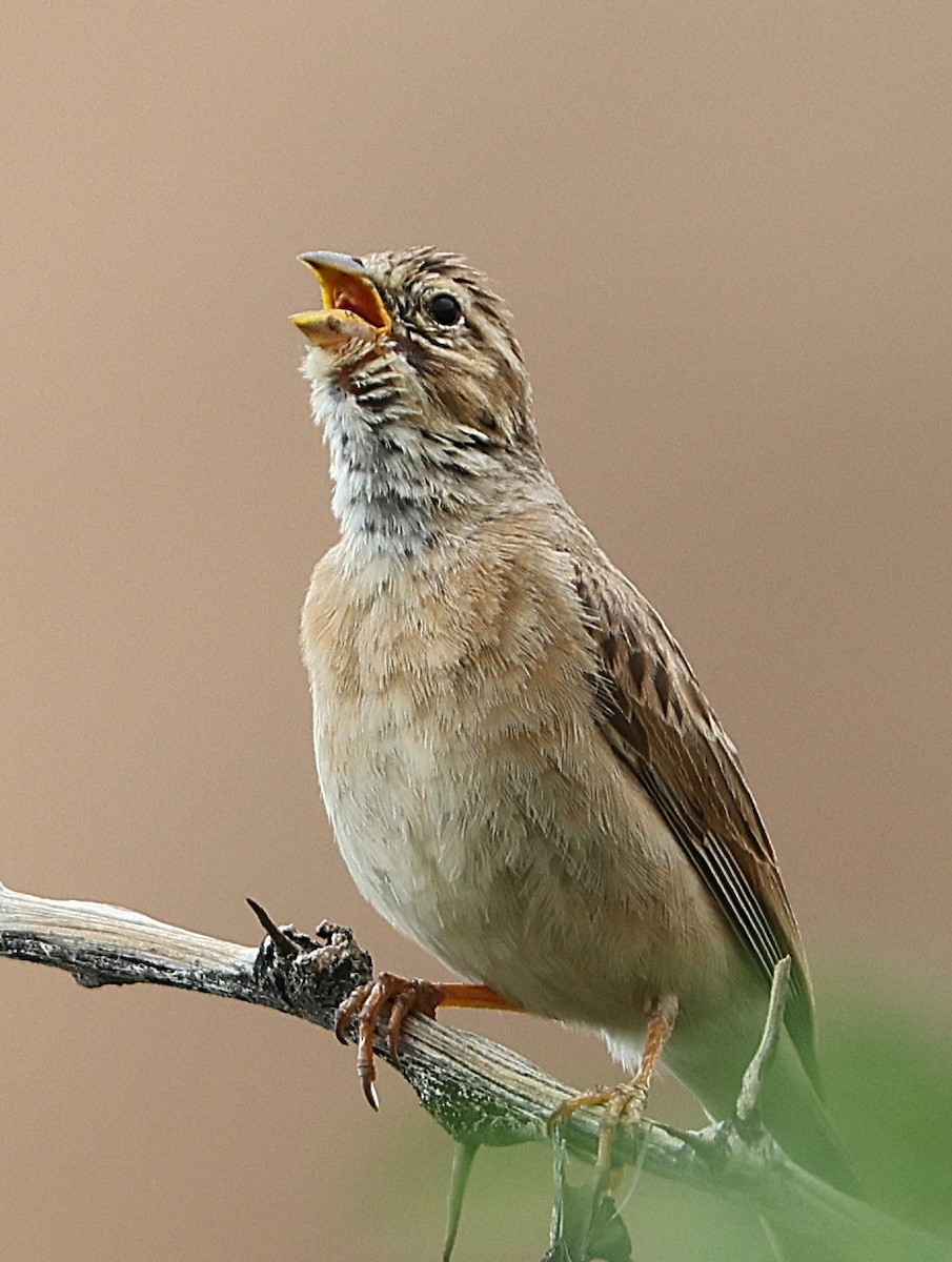 Lark-like Bunting - ML637000837