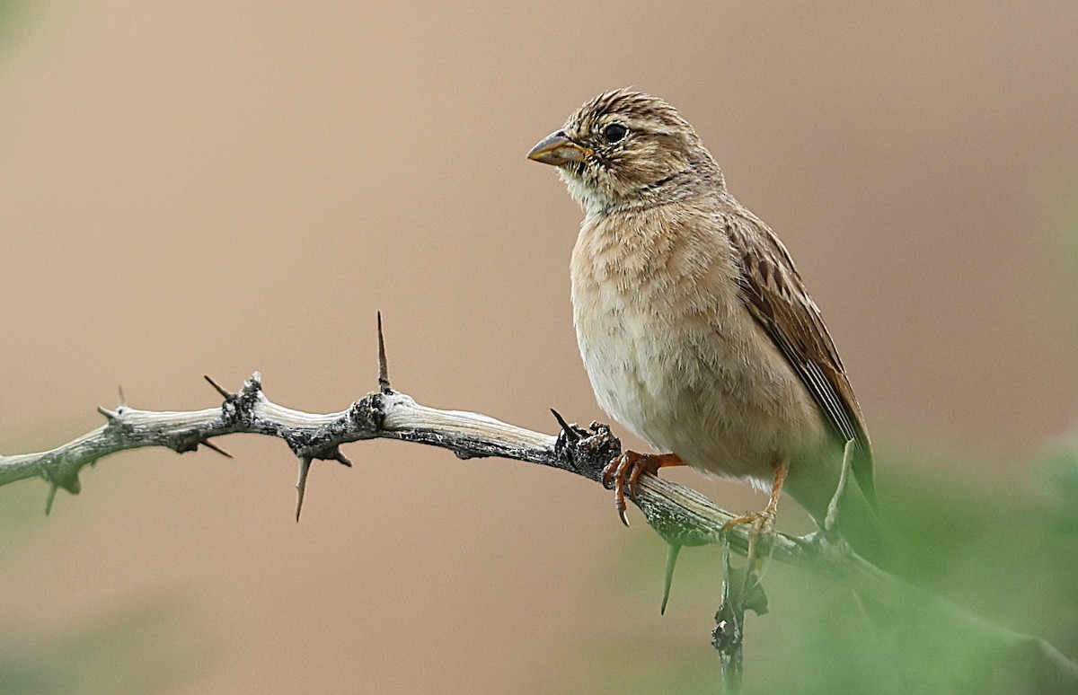 Lark-like Bunting - ML637000860