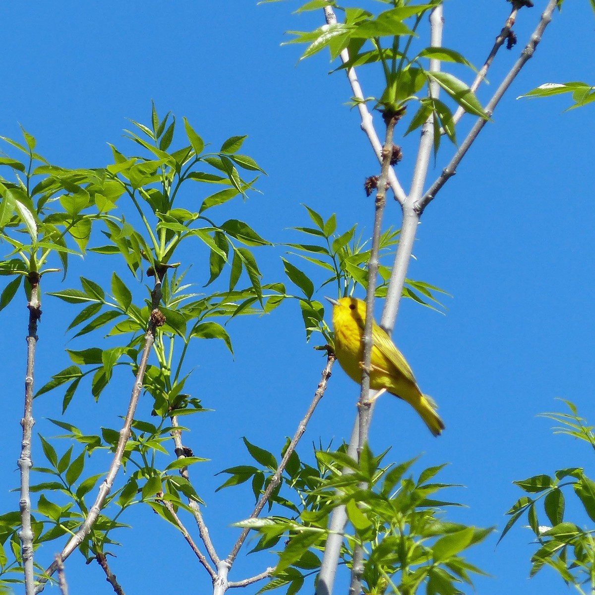 Paruline jaune - ML637000886