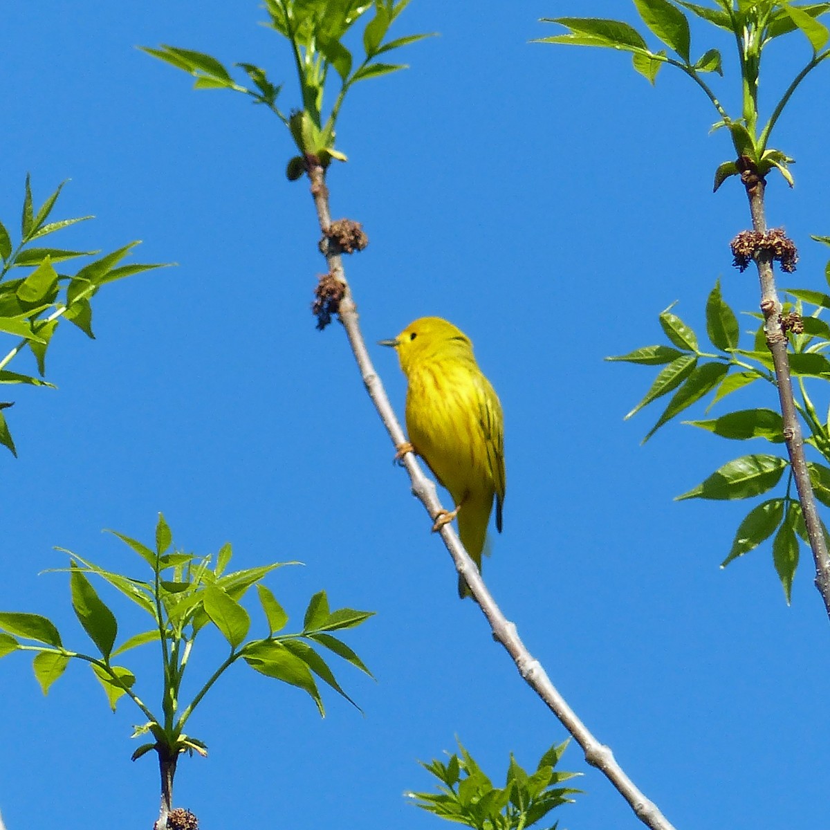 Paruline jaune - ML637000887