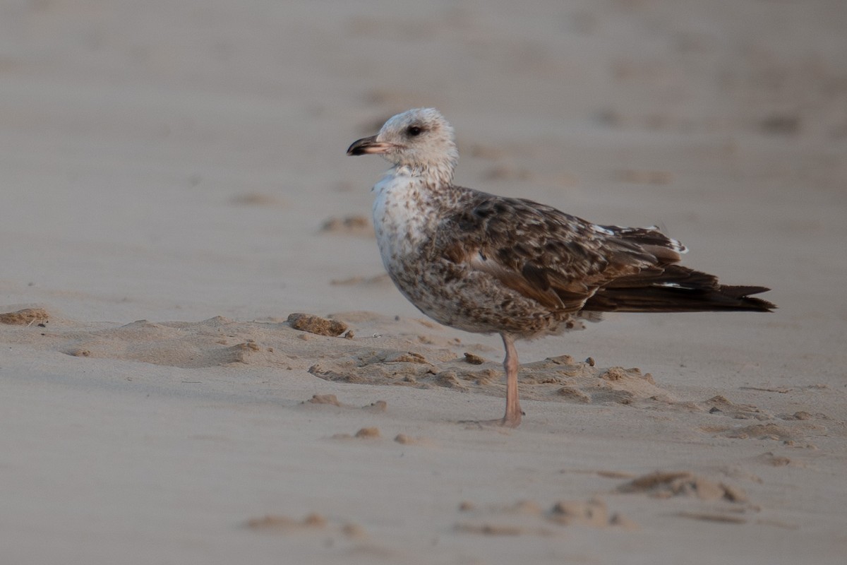 Zafferano - ML637000974