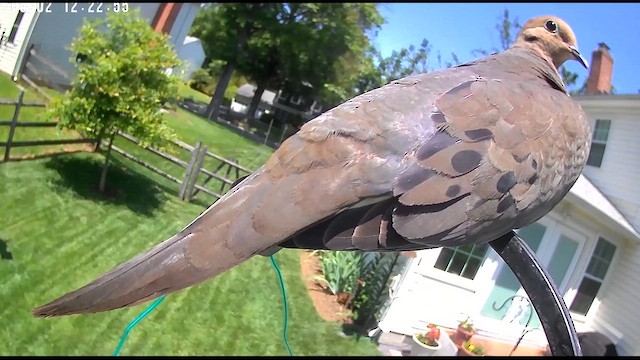 Mourning Dove - ML637001053
