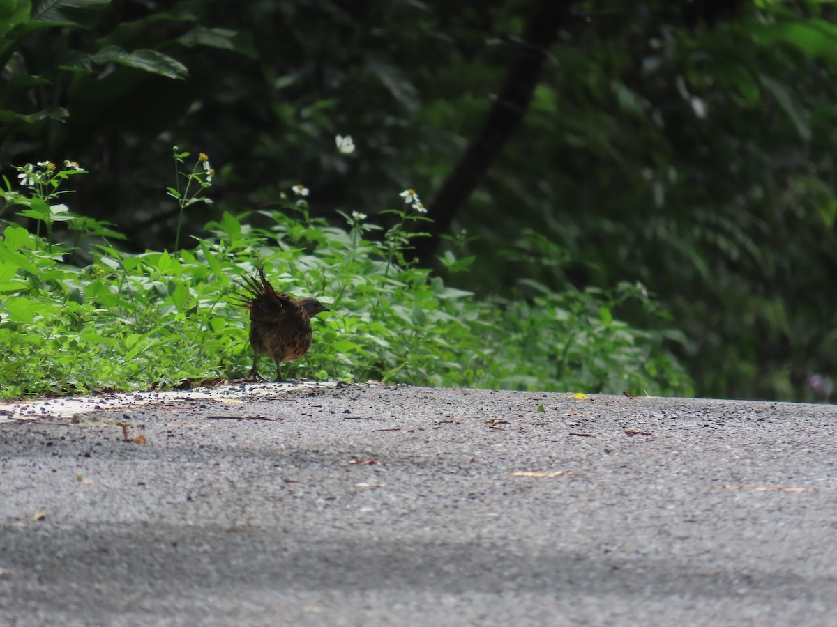 Taiwan Bamboo-Partridge - ML637001078