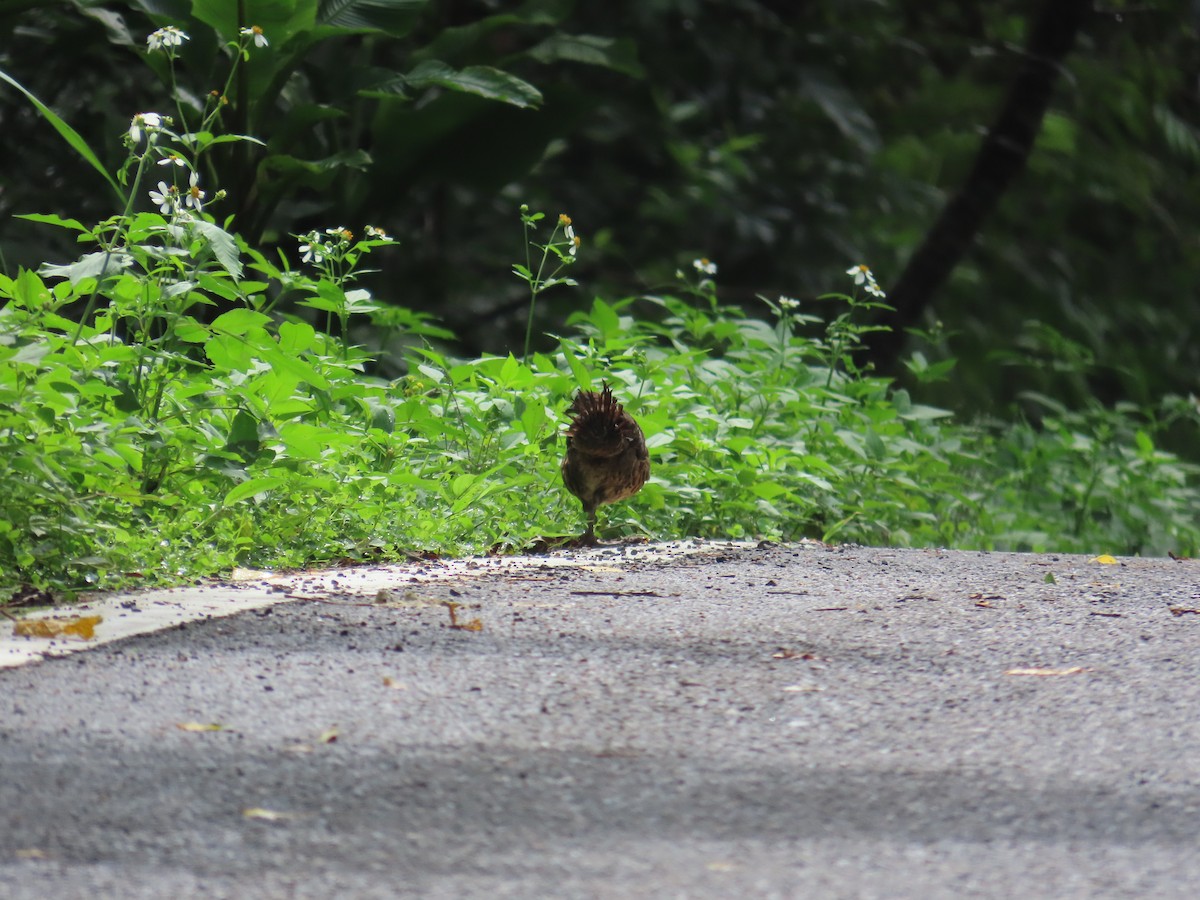 Taiwan Bamboo-Partridge - ML637001082