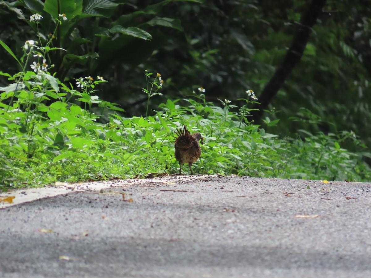 Taiwan Bamboo-Partridge - ML637001084