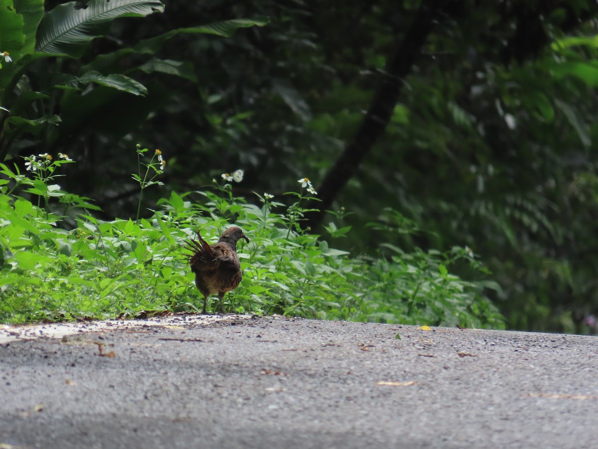 Taiwan Bamboo-Partridge - ML637001090