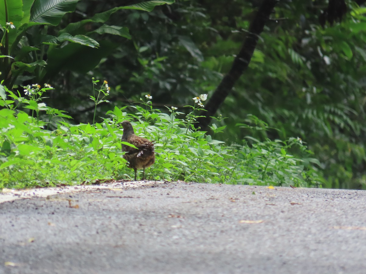 Taiwan Bamboo-Partridge - ML637001093