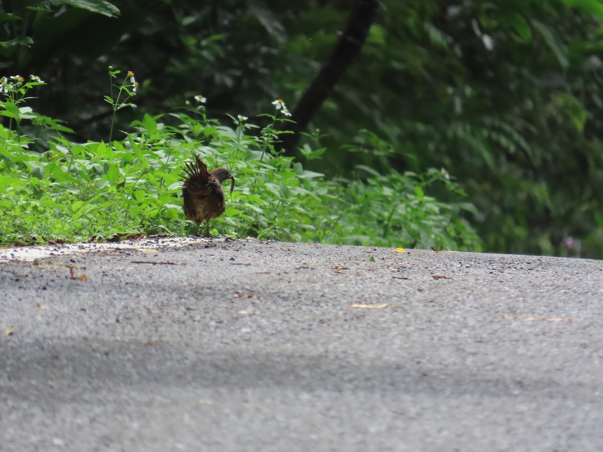 Taiwan Bamboo-Partridge - ML637001094