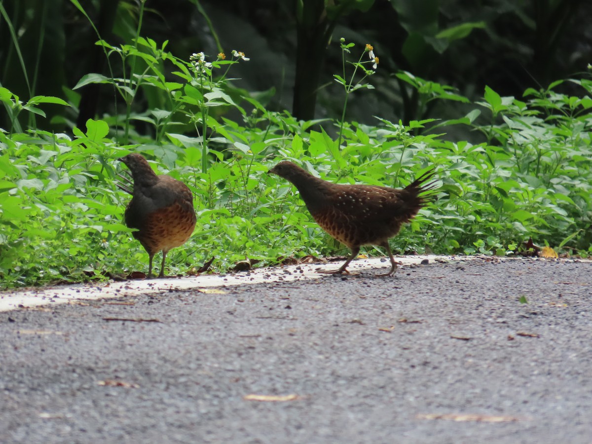 Taiwan Bamboo-Partridge - ML637001095
