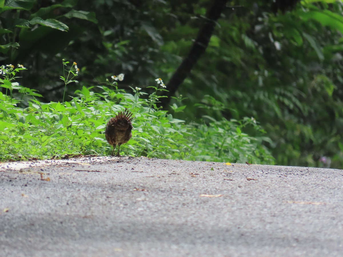 Taiwan Bamboo-Partridge - ML637001096