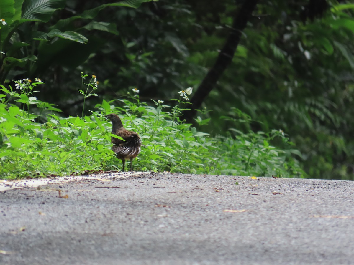 Taiwan Bamboo-Partridge - ML637001097