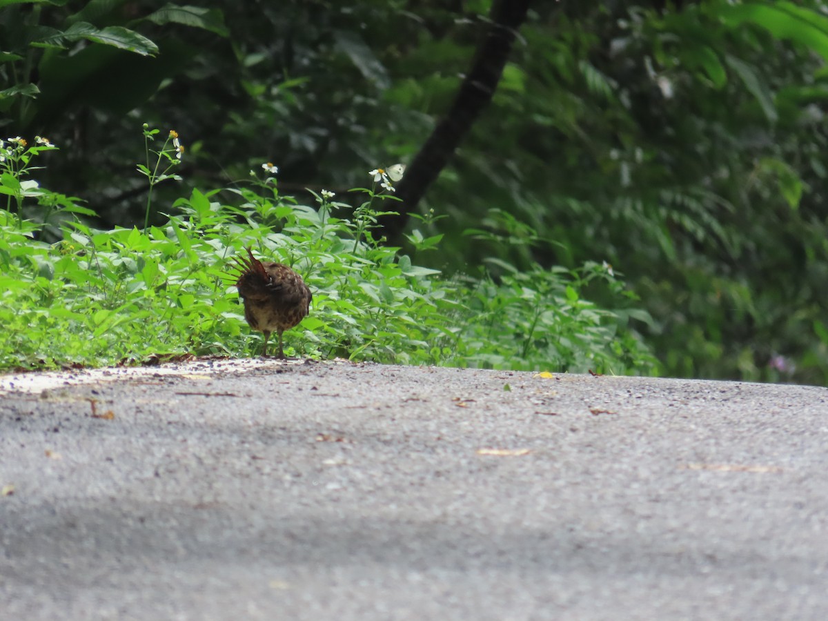 Taiwan Bamboo-Partridge - ML637001102