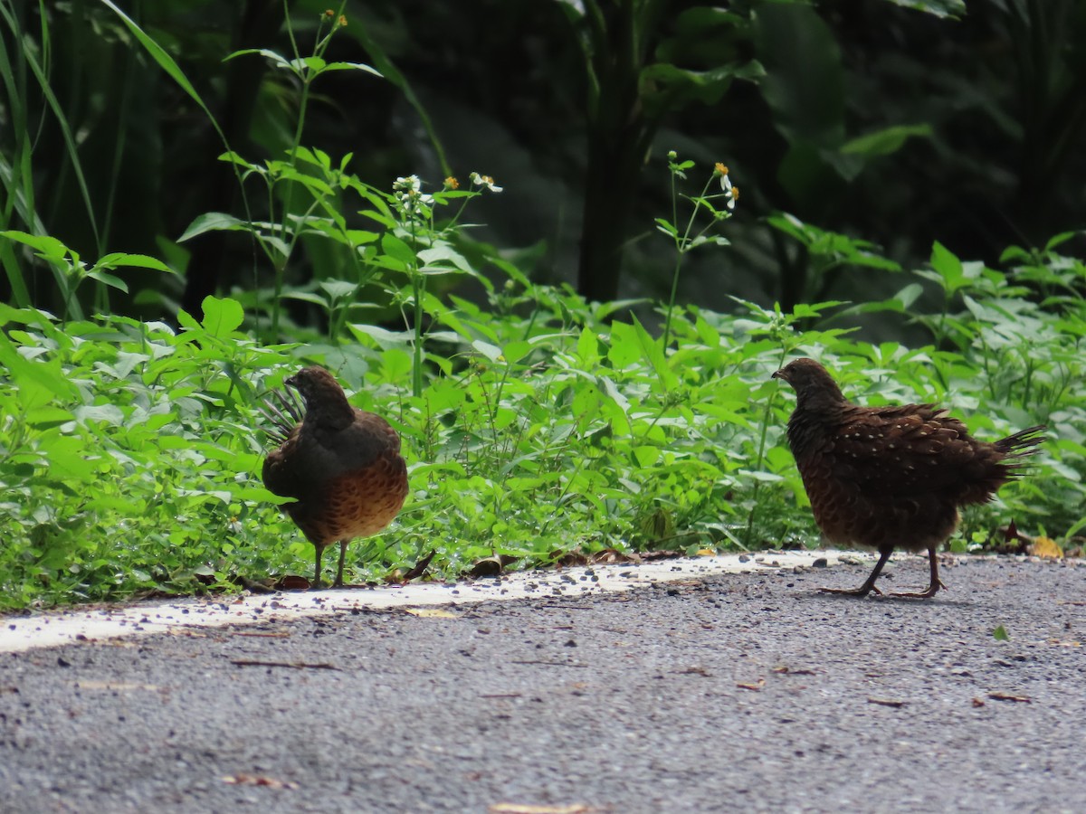 Taiwan Bamboo-Partridge - ML637001106