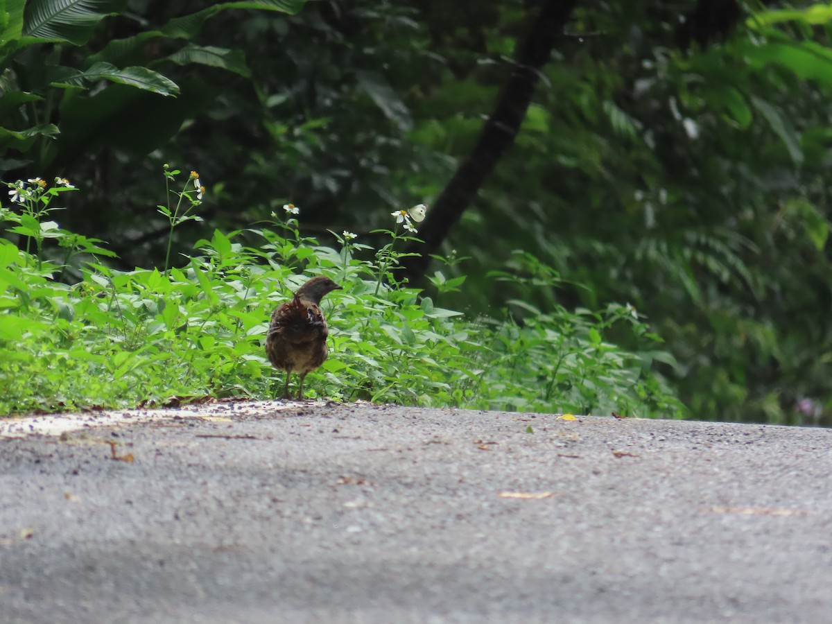 Taiwan Bamboo-Partridge - ML637001107