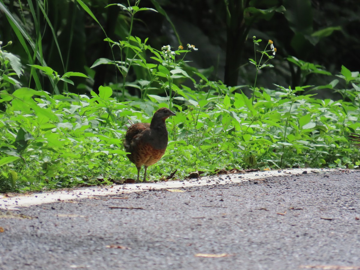 Taiwan Bamboo-Partridge - ML637001109