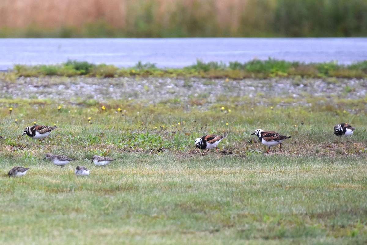 Ruddy Turnstone - ML637001159