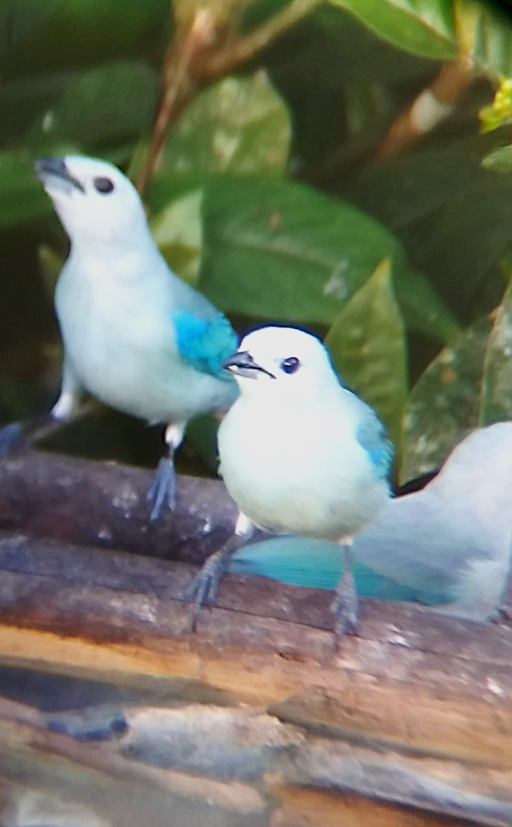 Blue-gray Tanager - ML637001271