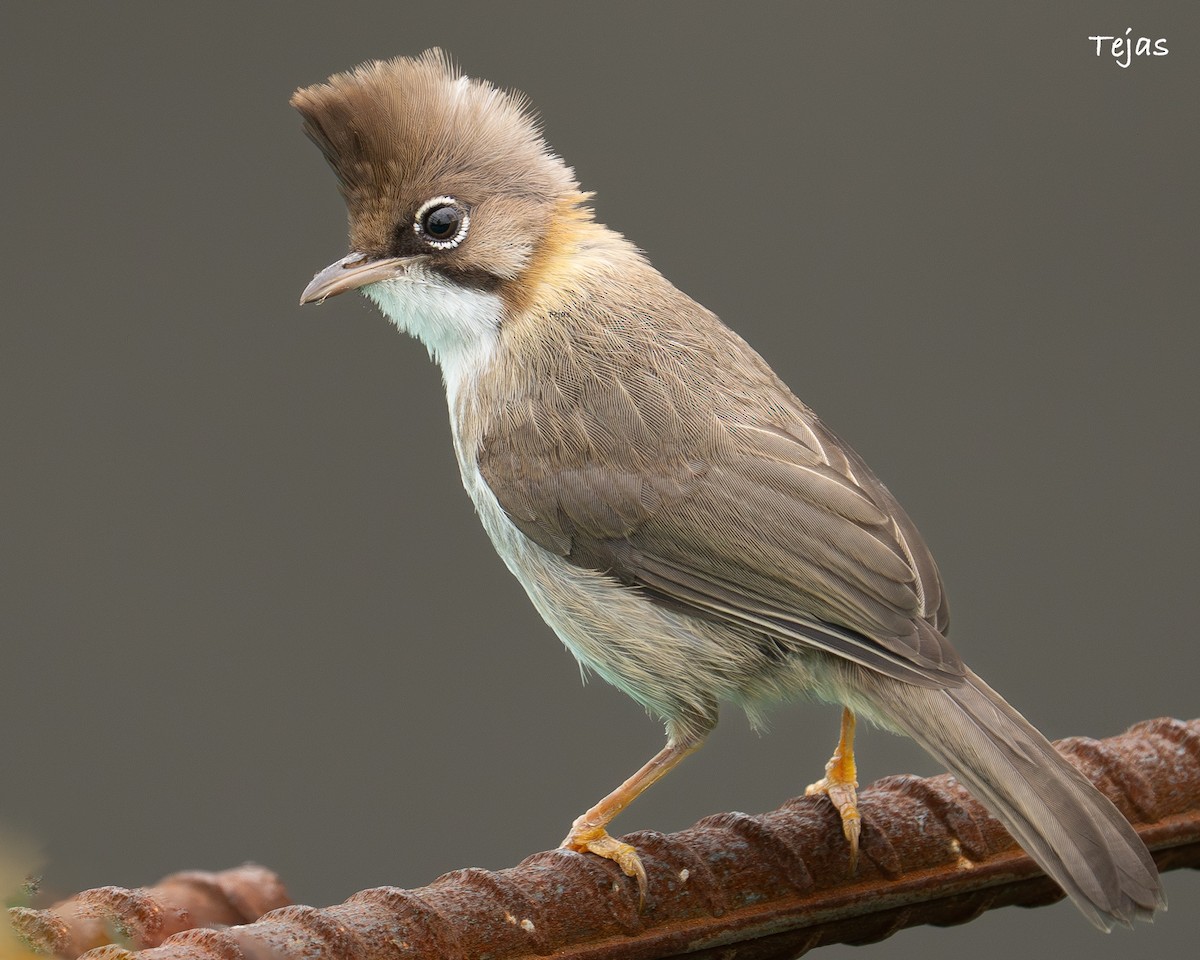 ML637001416 - Whiskered Yuhina - Macaulay Library