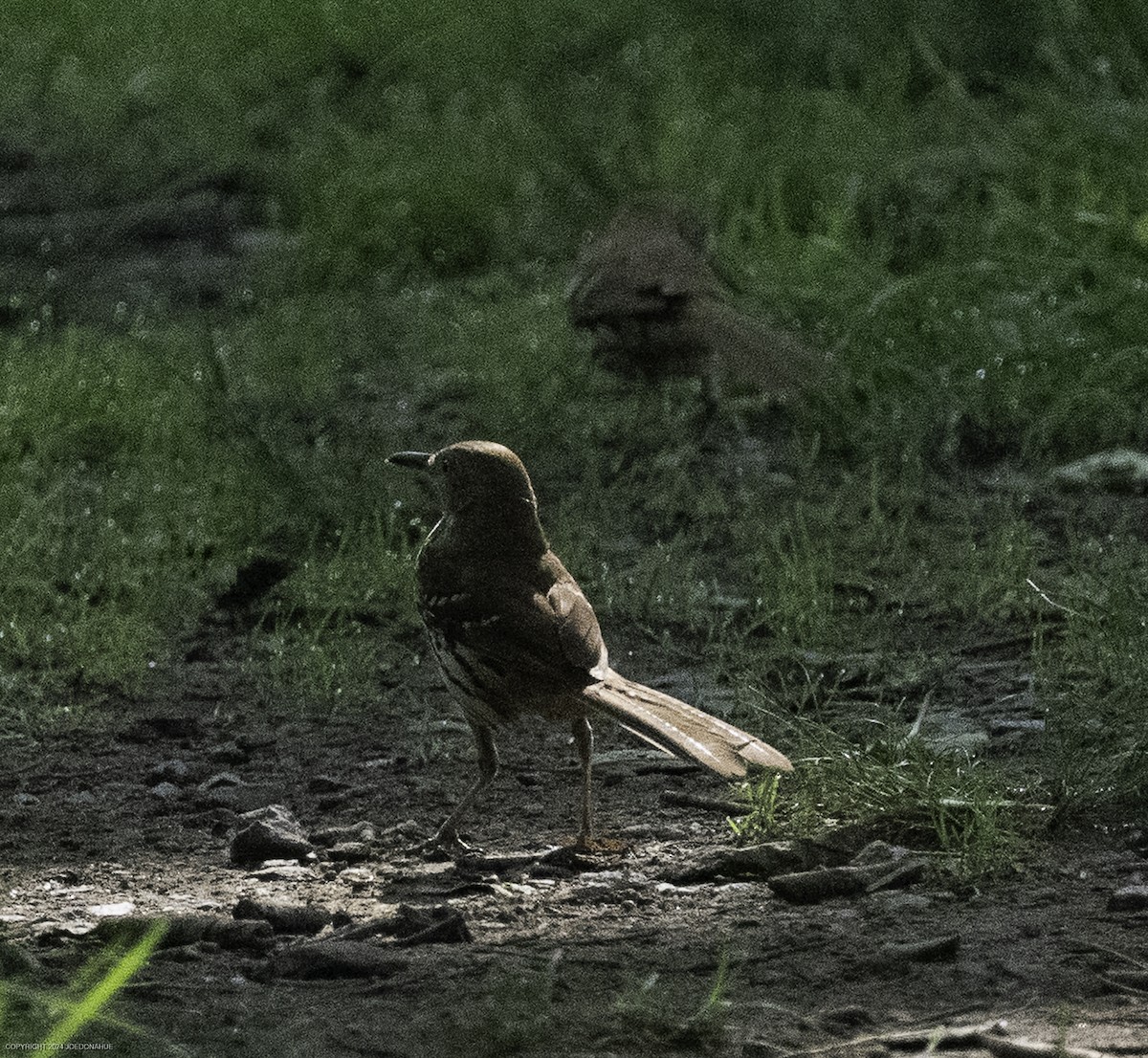 Brown Thrasher - ML637001607
