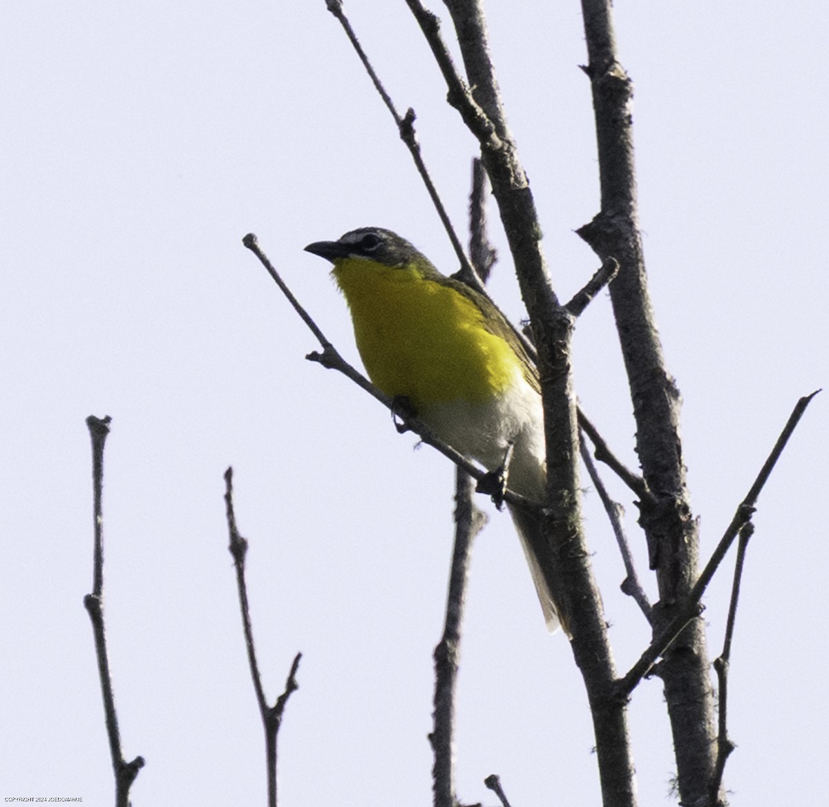 Yellow-breasted Chat - ML637001625