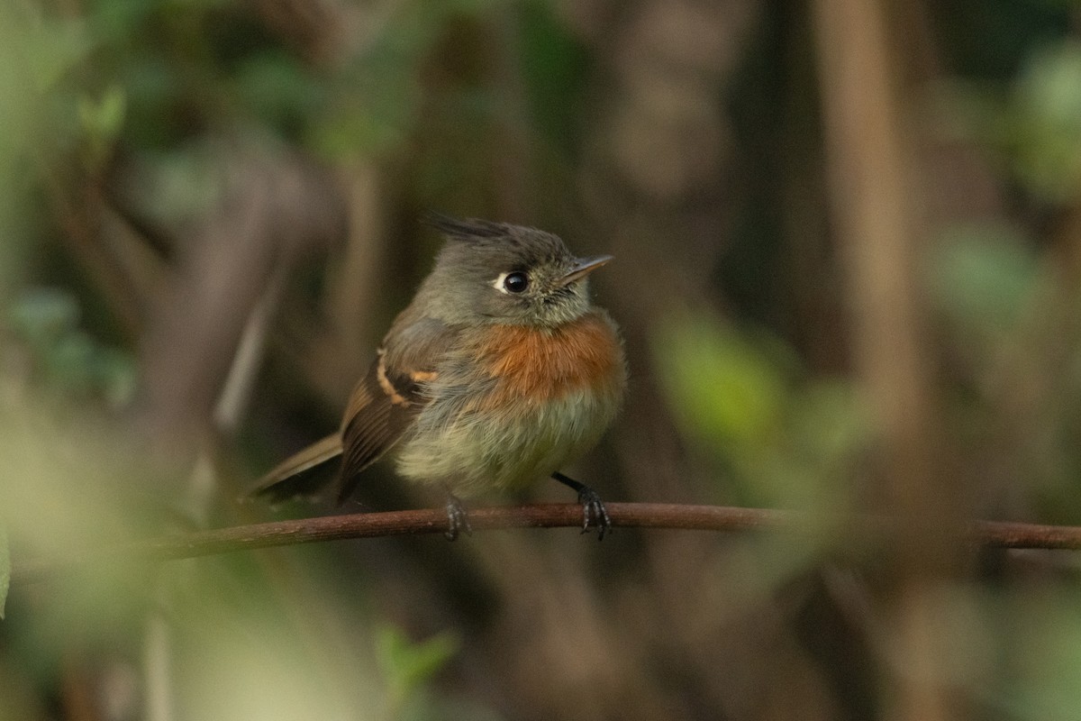 Belted Flycatcher - ML637001708