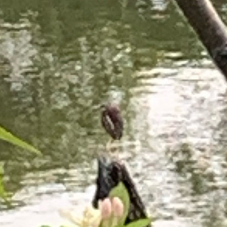 Yeşil Balıkçıl - ML637001748