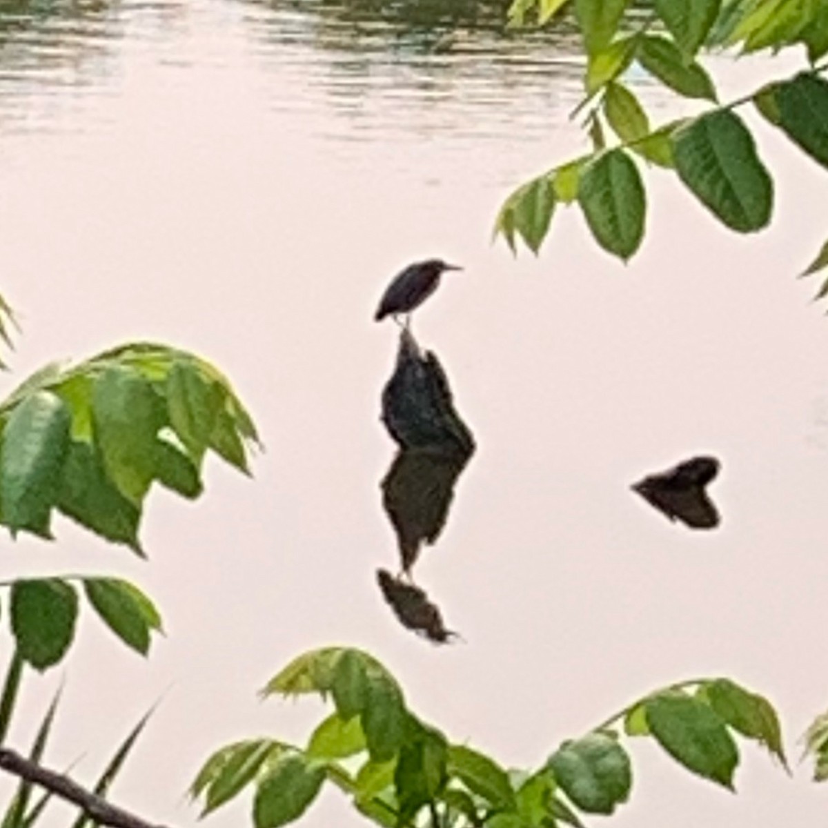 Yeşil Balıkçıl - ML637001749