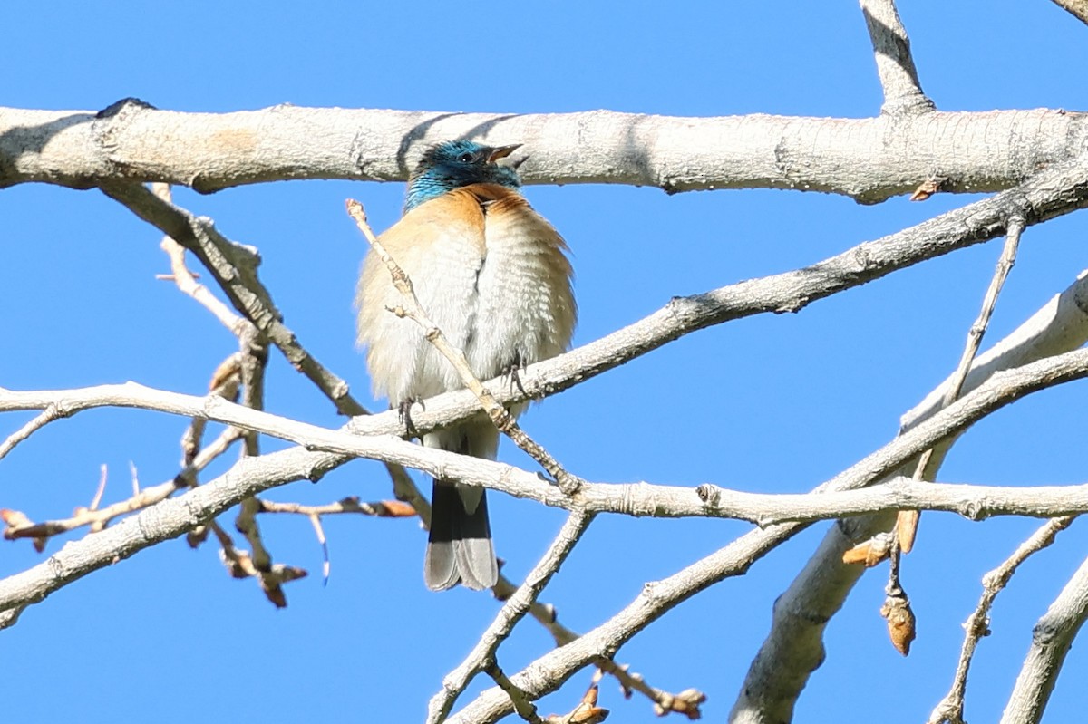 Lazuli Bunting - ML637001812