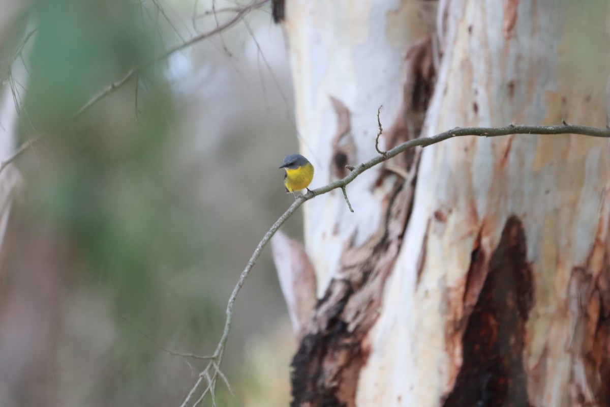 Eastern Yellow Robin - ML637001834