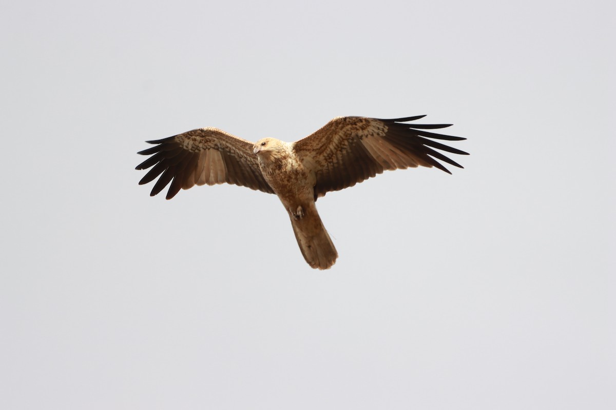 Whistling Kite - ML637001869