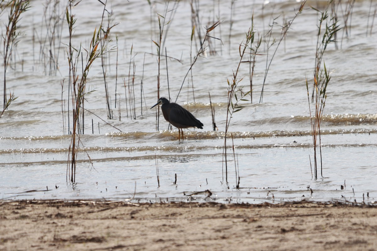 White-faced Heron - ML637001883