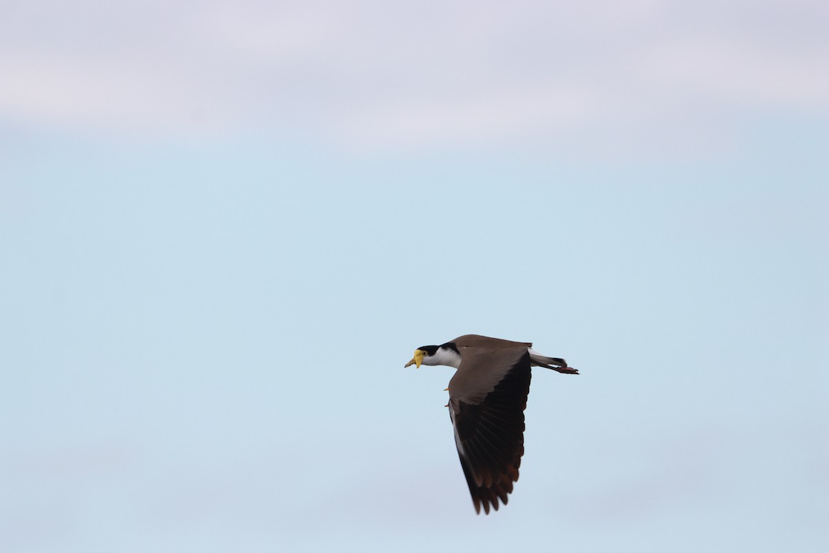Masked Lapwing - ML637001908