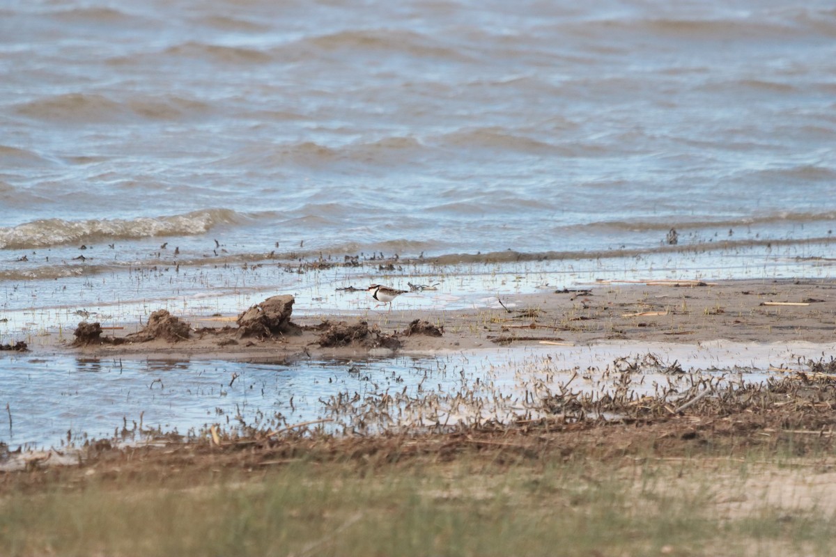Black-fronted Dotterel - ML637001936