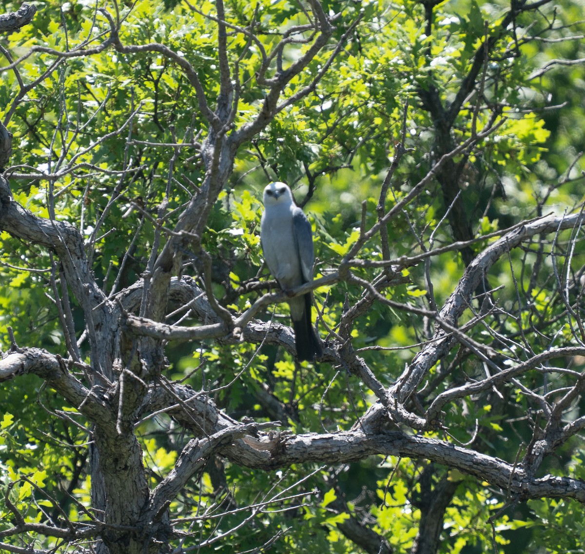 Mississippi Kite - ML637002115