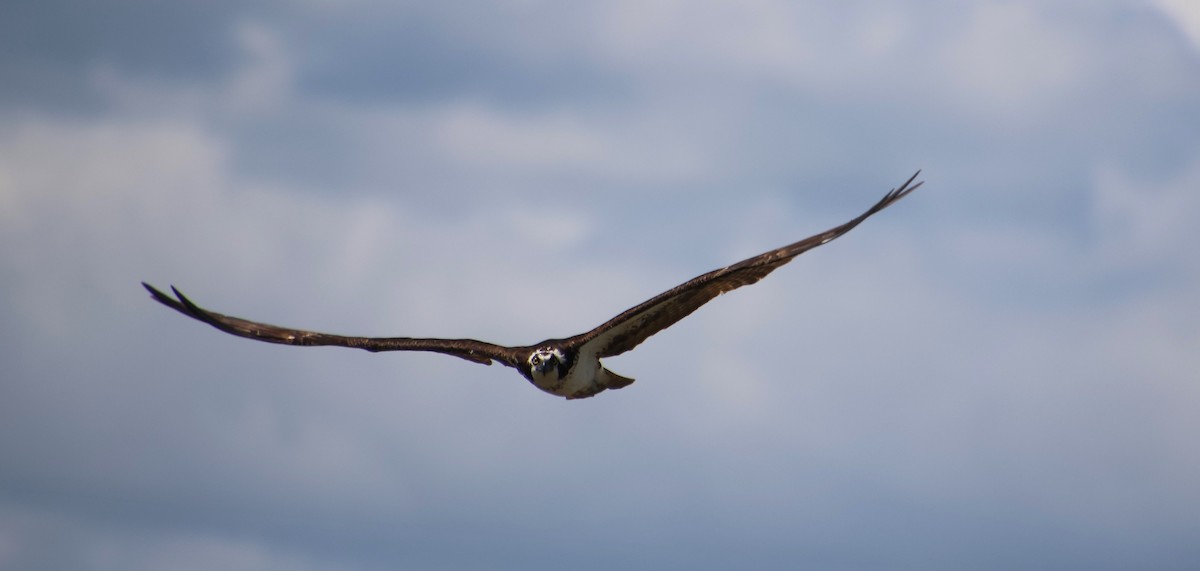 Osprey - ML637002161