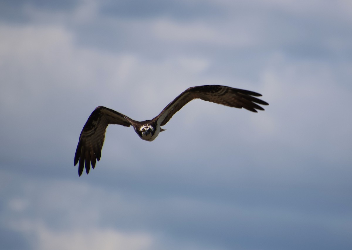 Osprey - ML637002162
