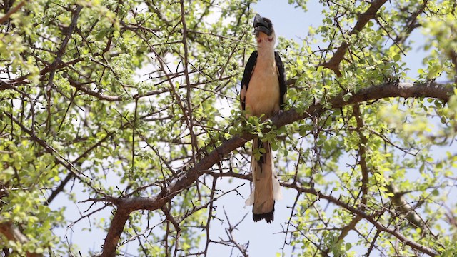 Von der Decken's Hornbill - ML637002182