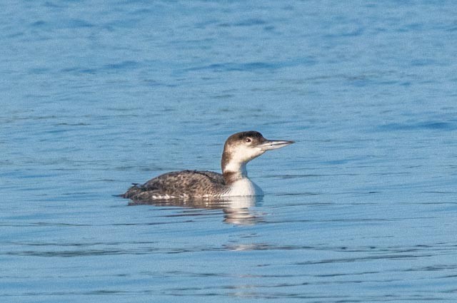 Common Loon - ML637002185