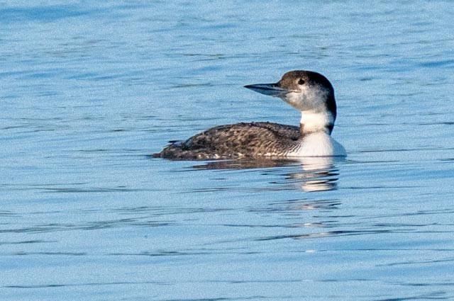 Common Loon - ML637002186