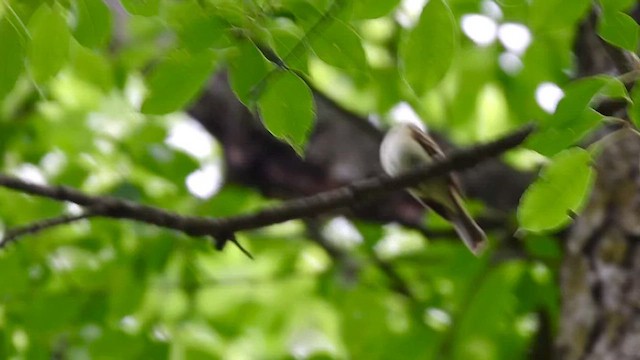 østempid - ML637002232