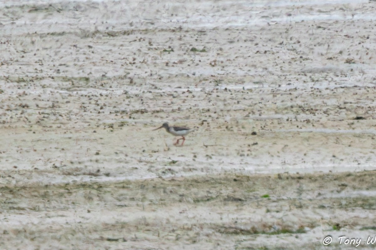 Terek Sandpiper - ML637002242