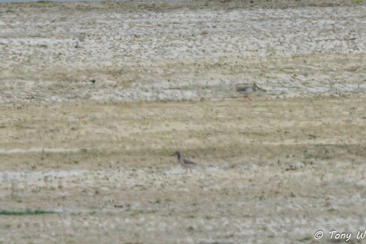 Terek Sandpiper - ML637002243