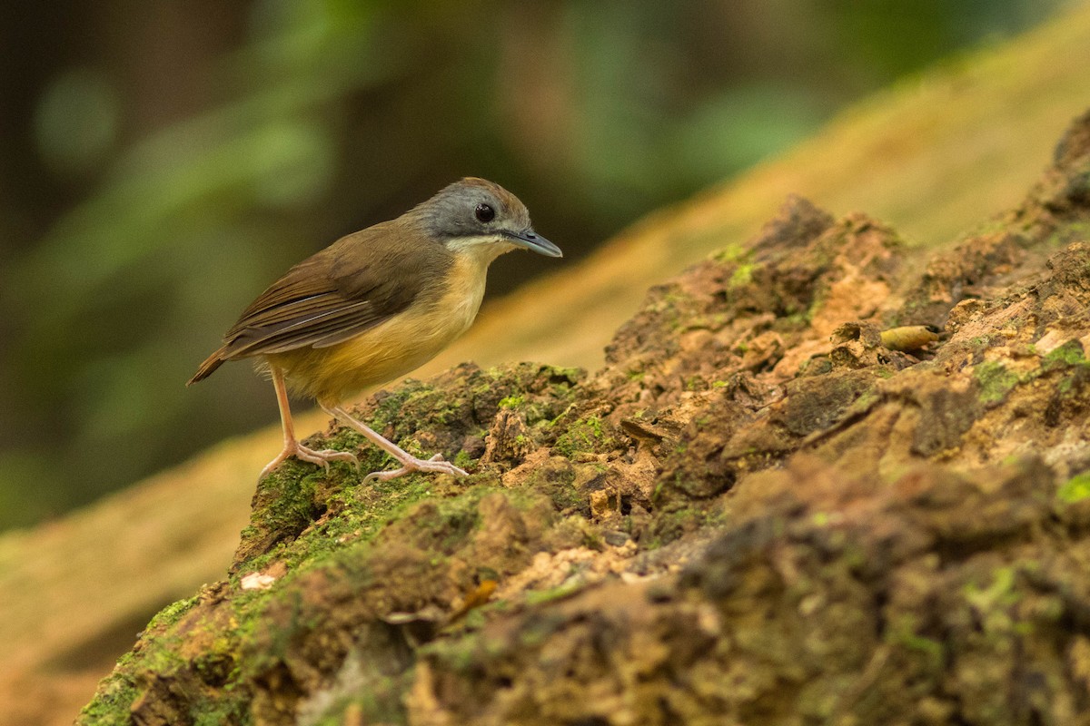 Short-tailed Babbler - ML637002246