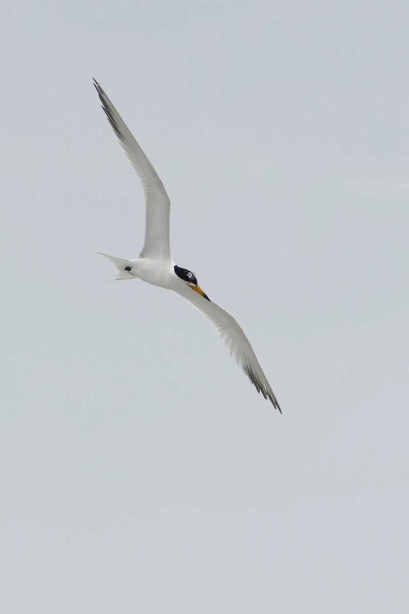 Chinese Crested Tern - ML637002250