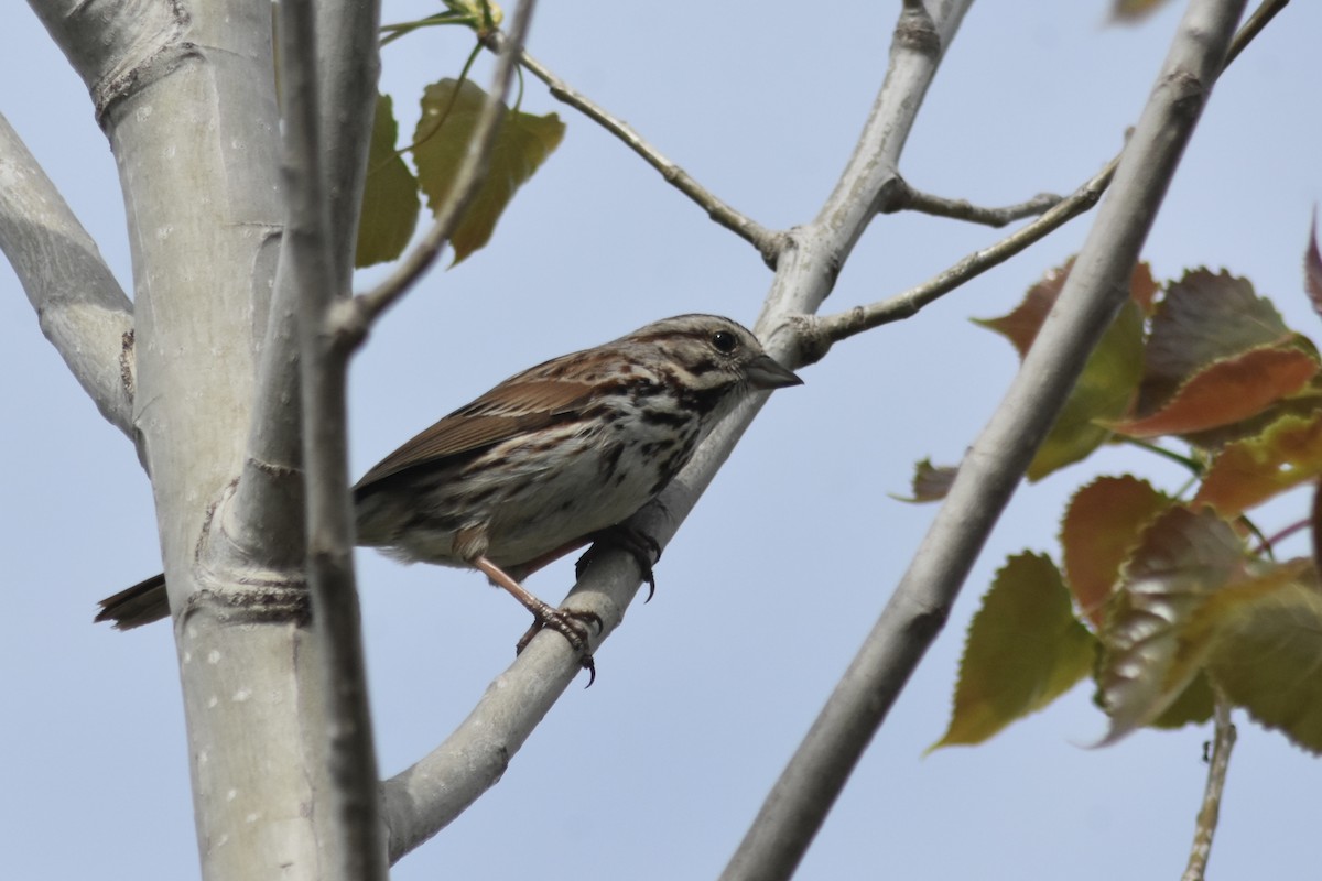 Song Sparrow - ML637002273