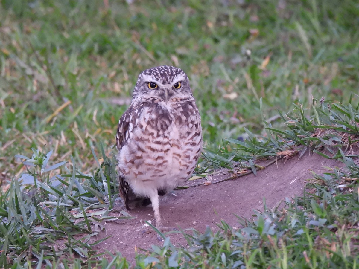 sýček králičí - ML637002339