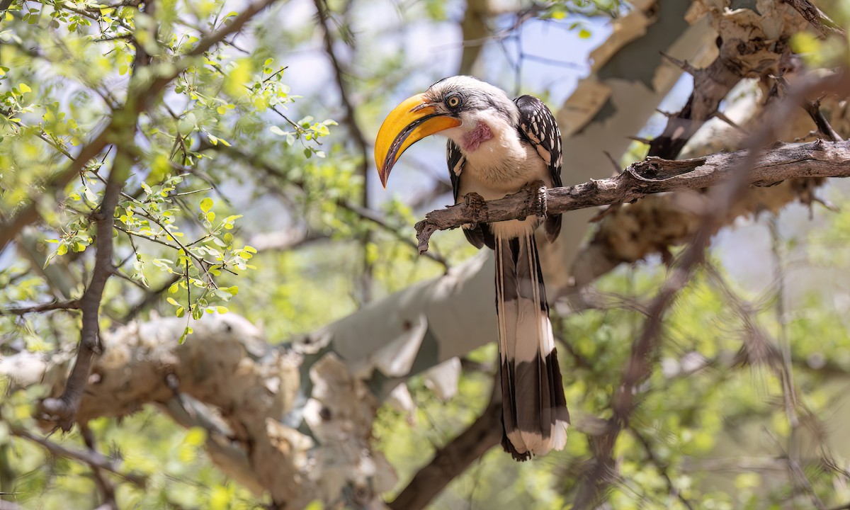 Eastern Yellow-billed Hornbill - ML637002414