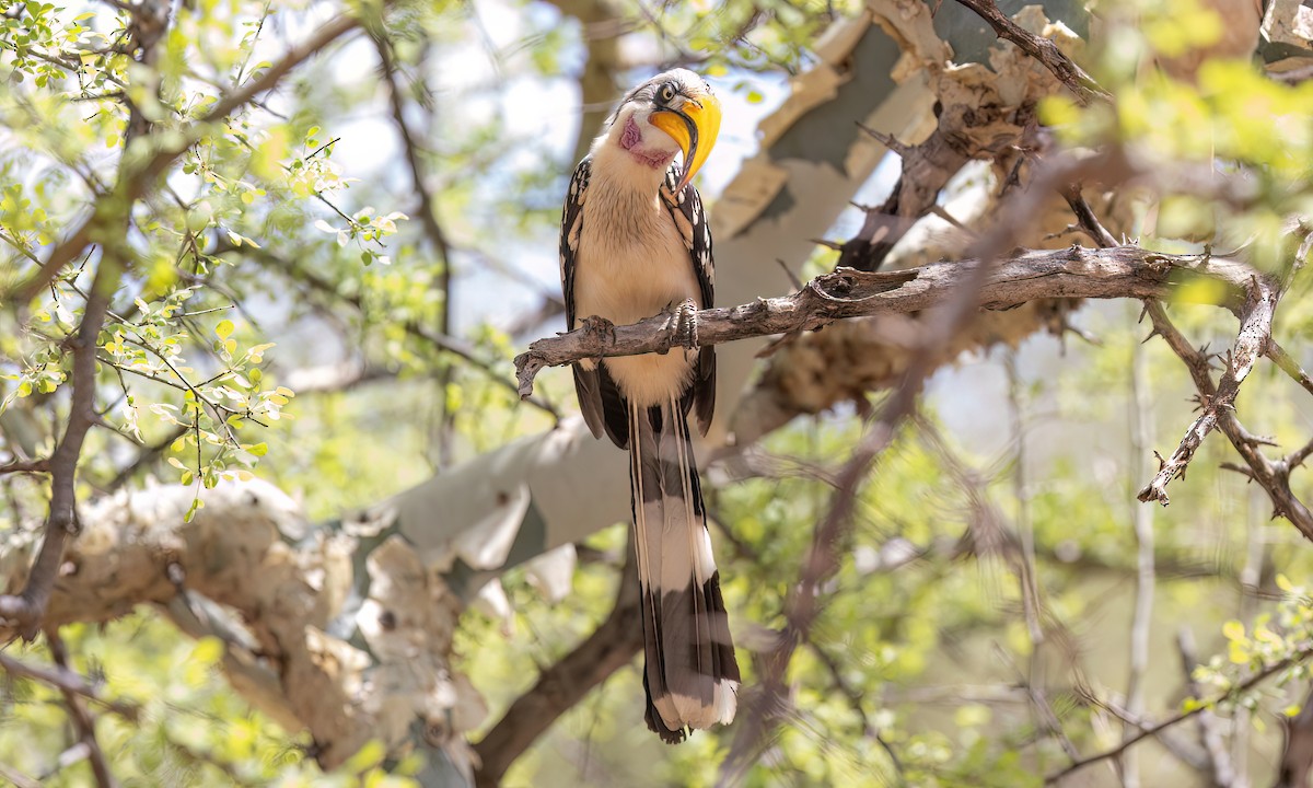 Eastern Yellow-billed Hornbill - ML637002415