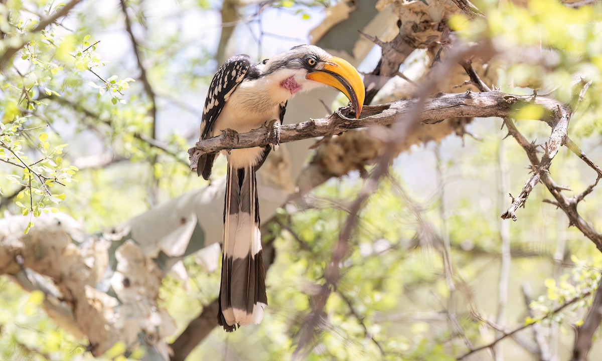 Eastern Yellow-billed Hornbill - ML637002416